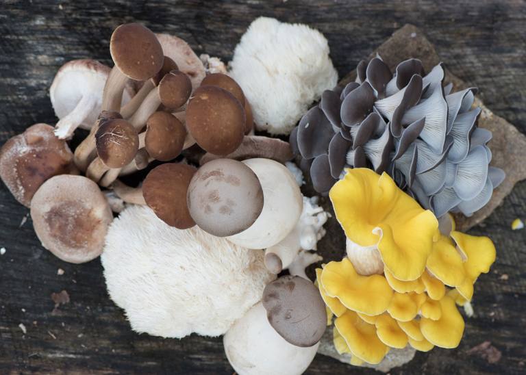 slide-Multi-Color-Mushrooms